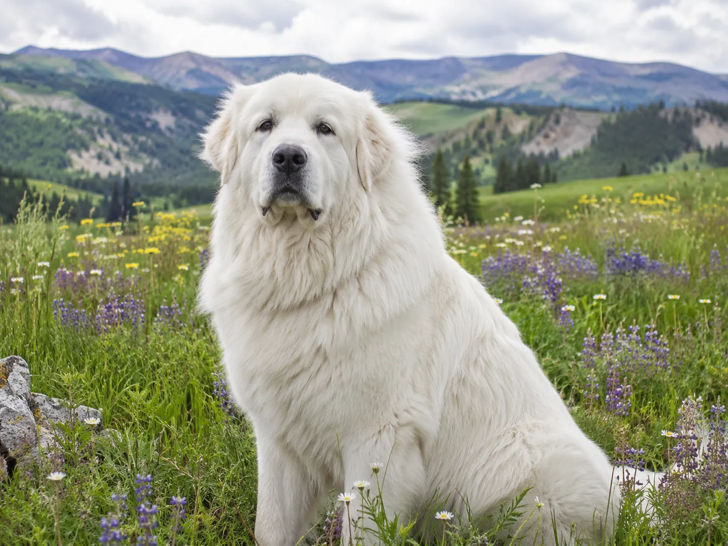 Breed image 2