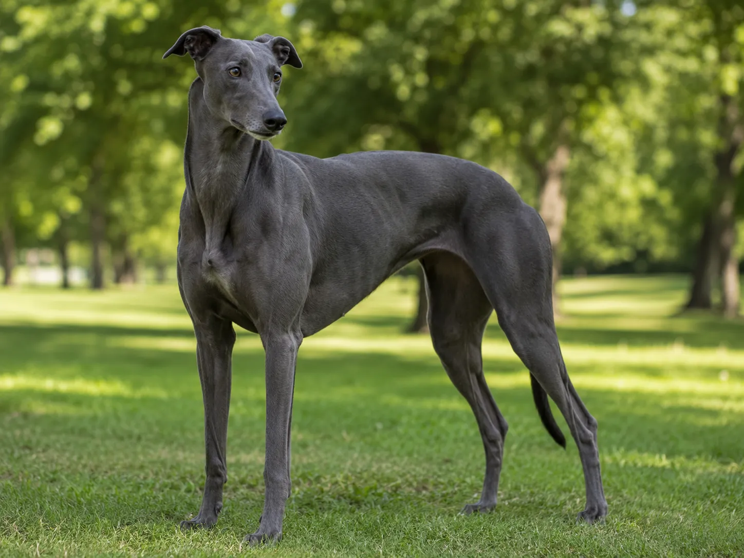Greyhound