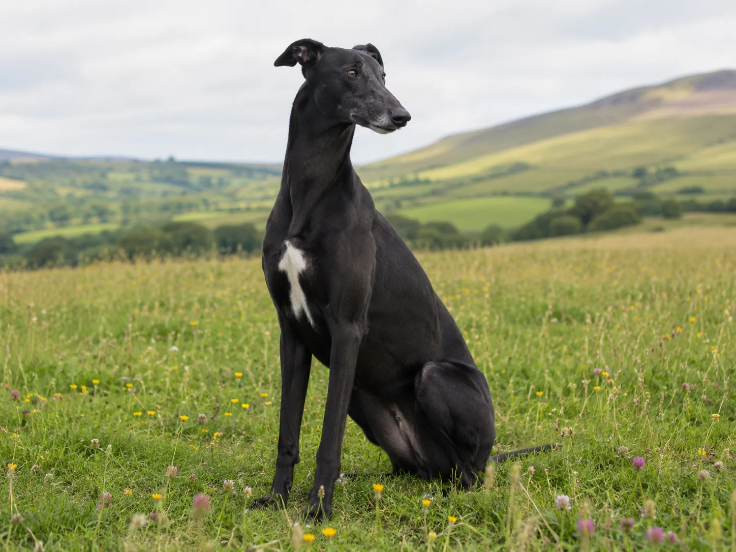 Breed image 2