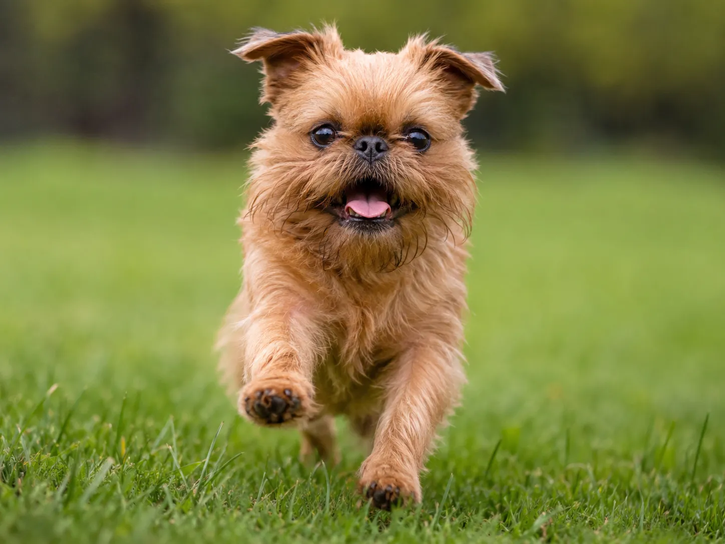 Breed image 1