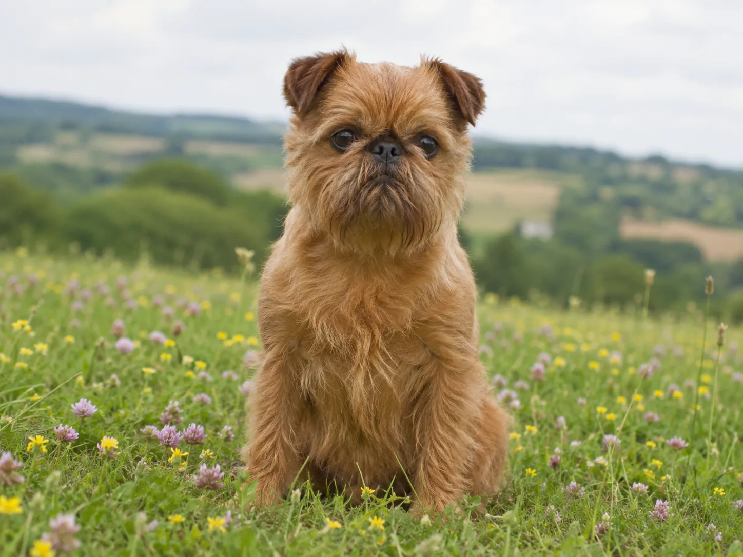 Breed image 2
