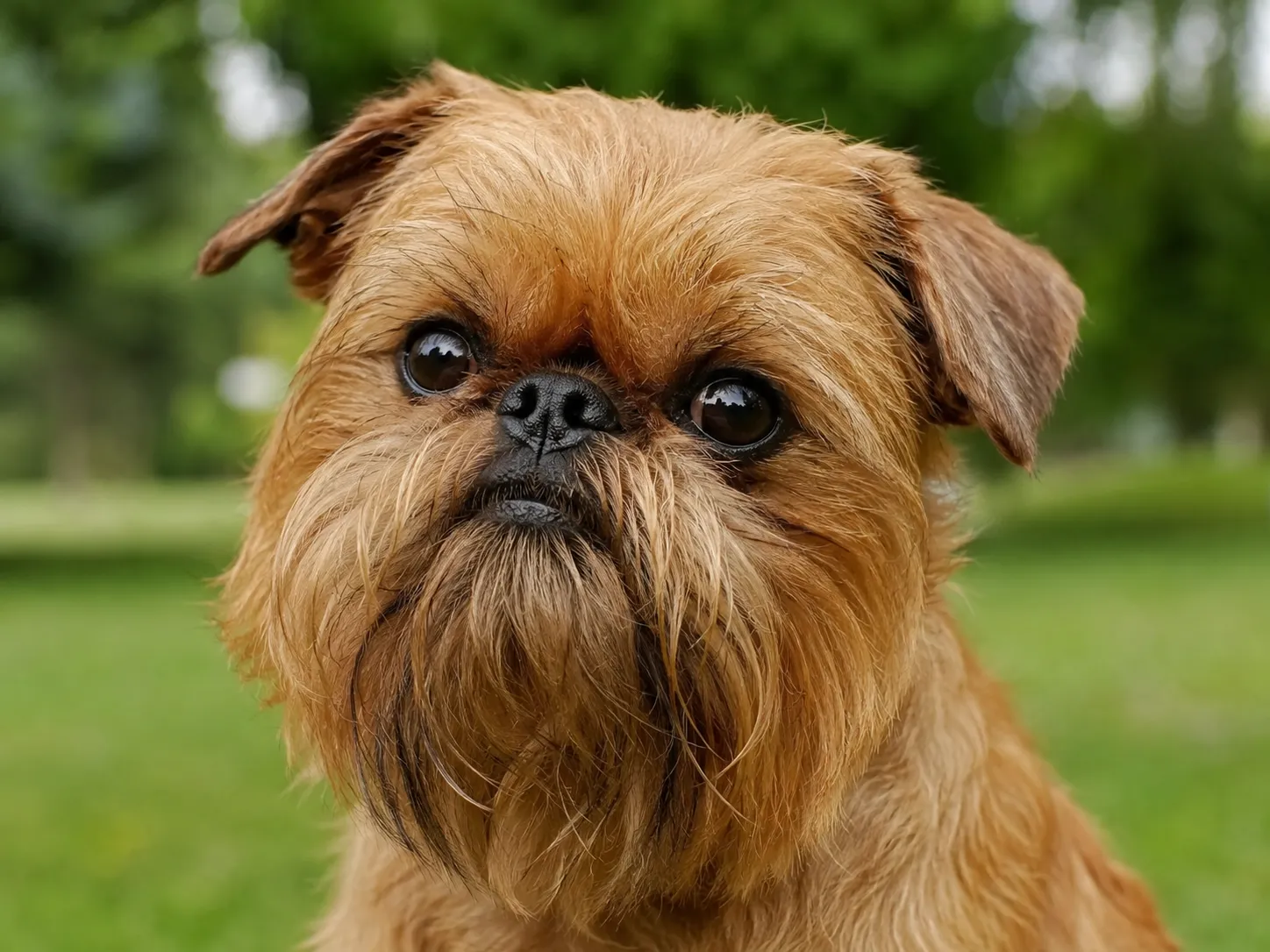 Breed image 3