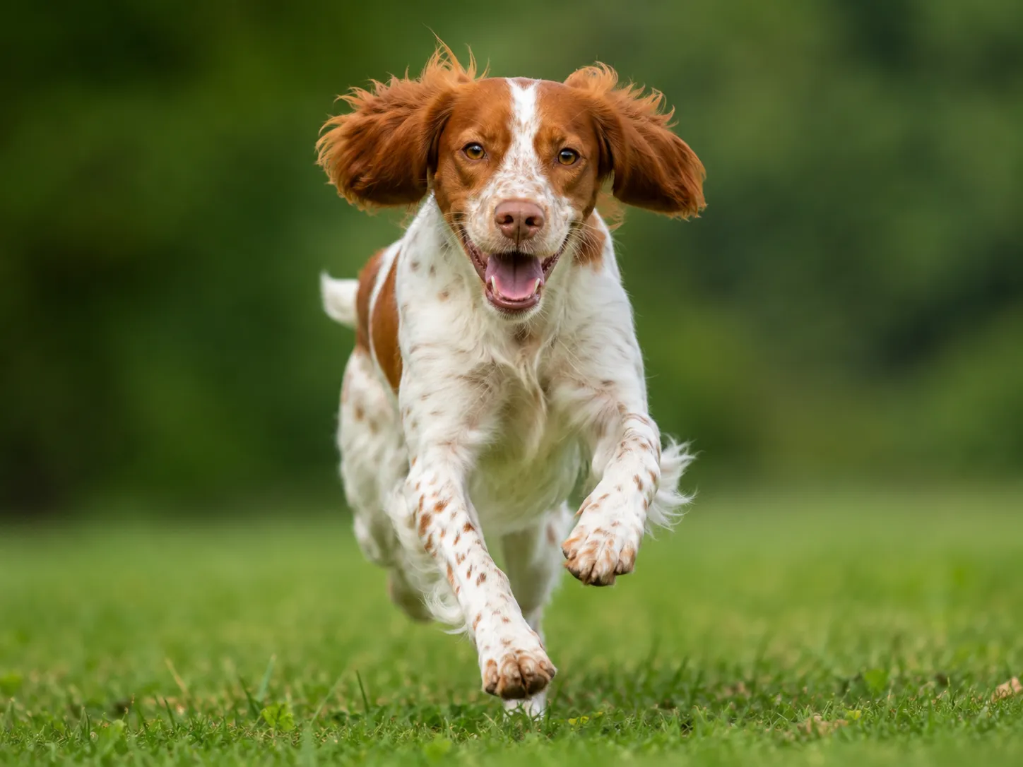 Breed image 1