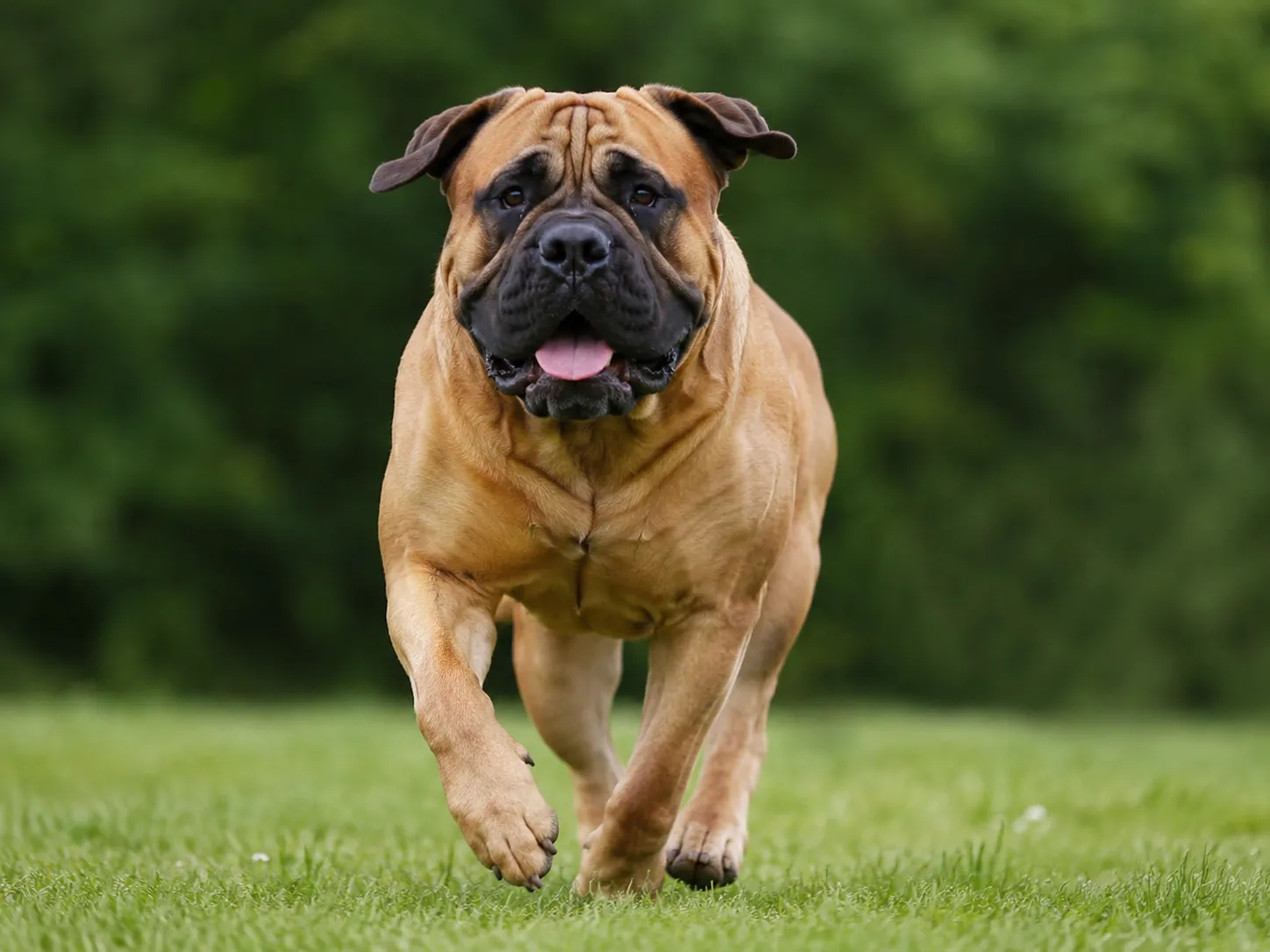 Breed image 1