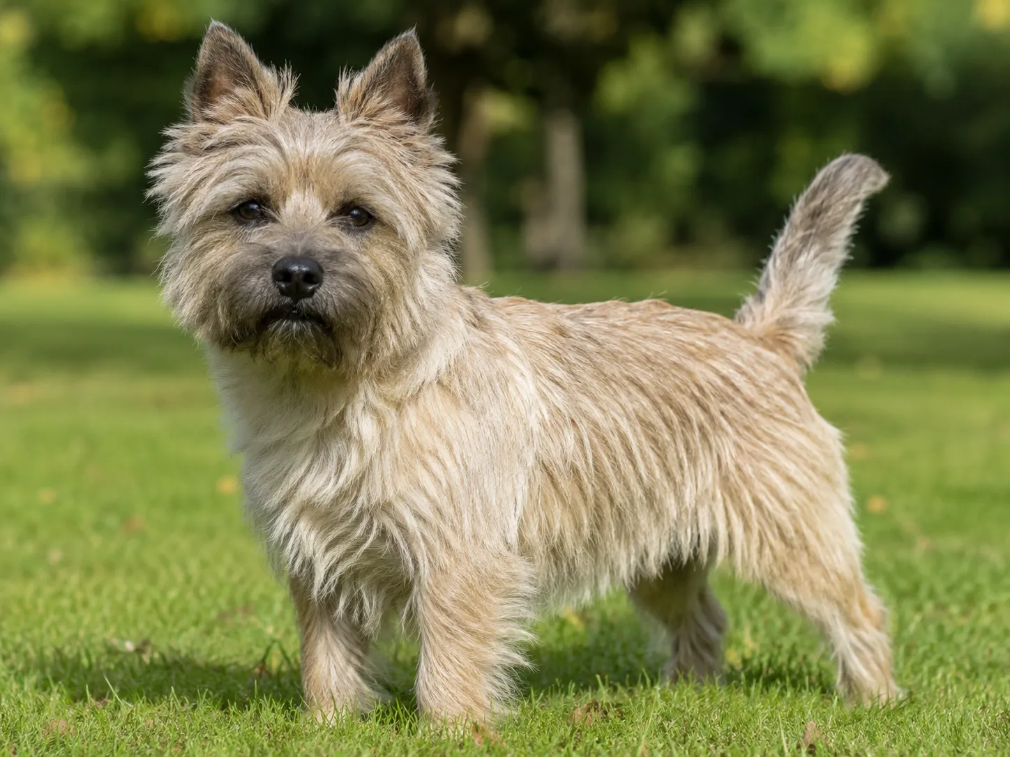 Breed image 2