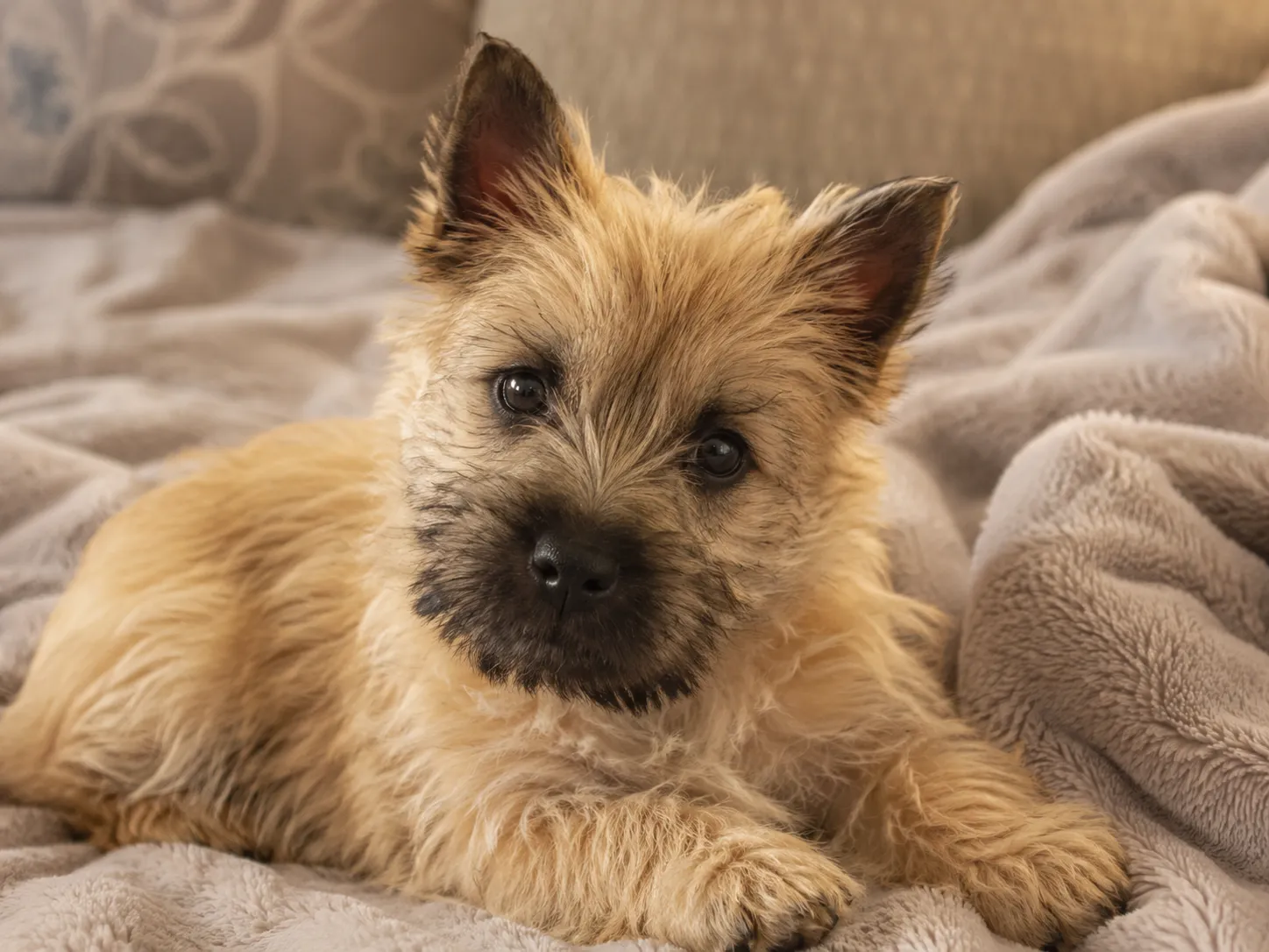 Breed image 4