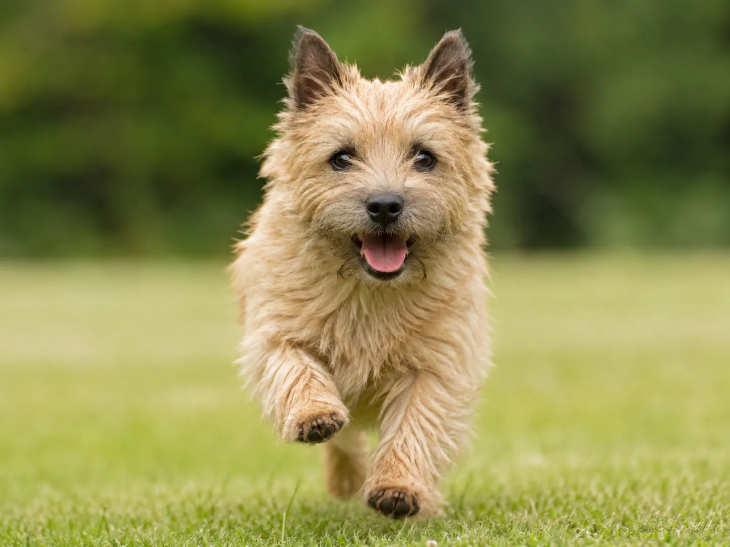 Breed image 5