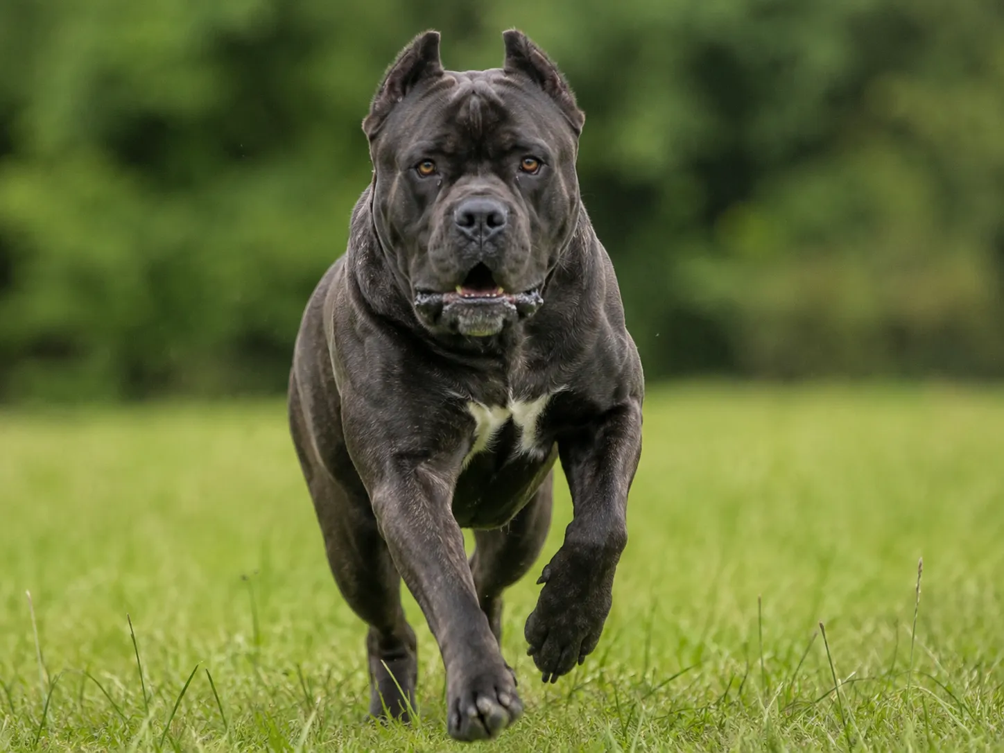 Breed image 5