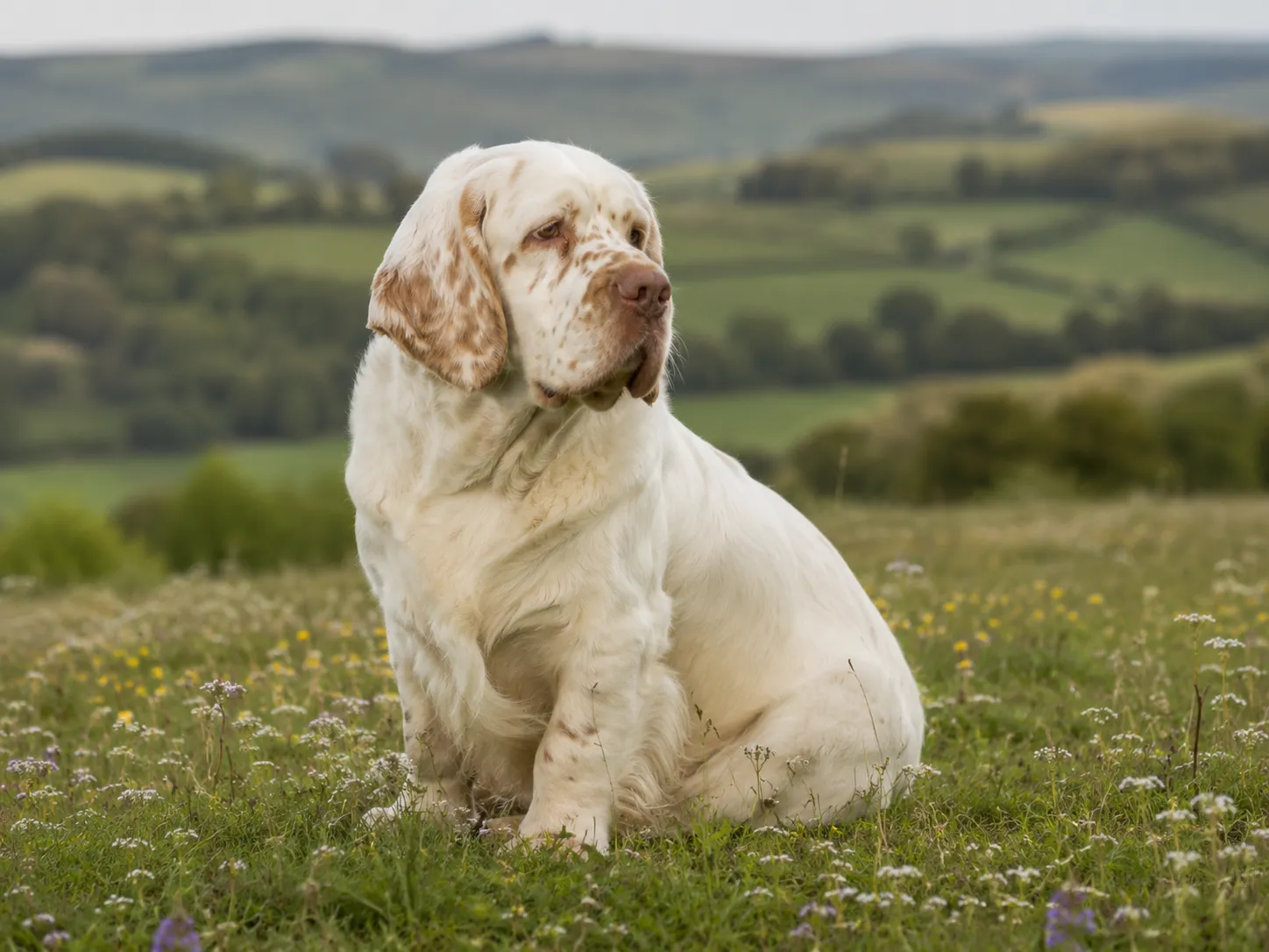 Breed image 2