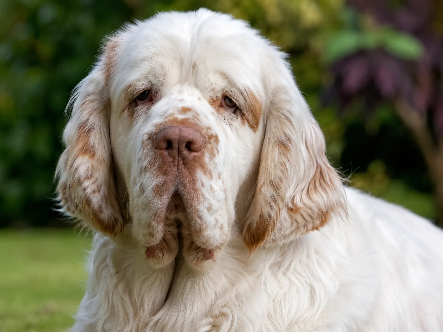 Breed image 3