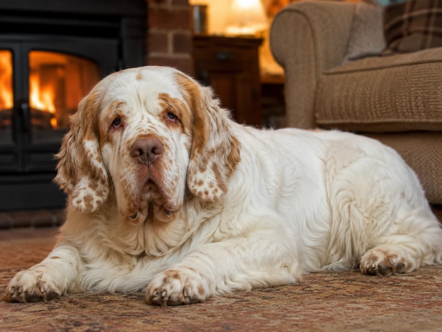 Breed image 4