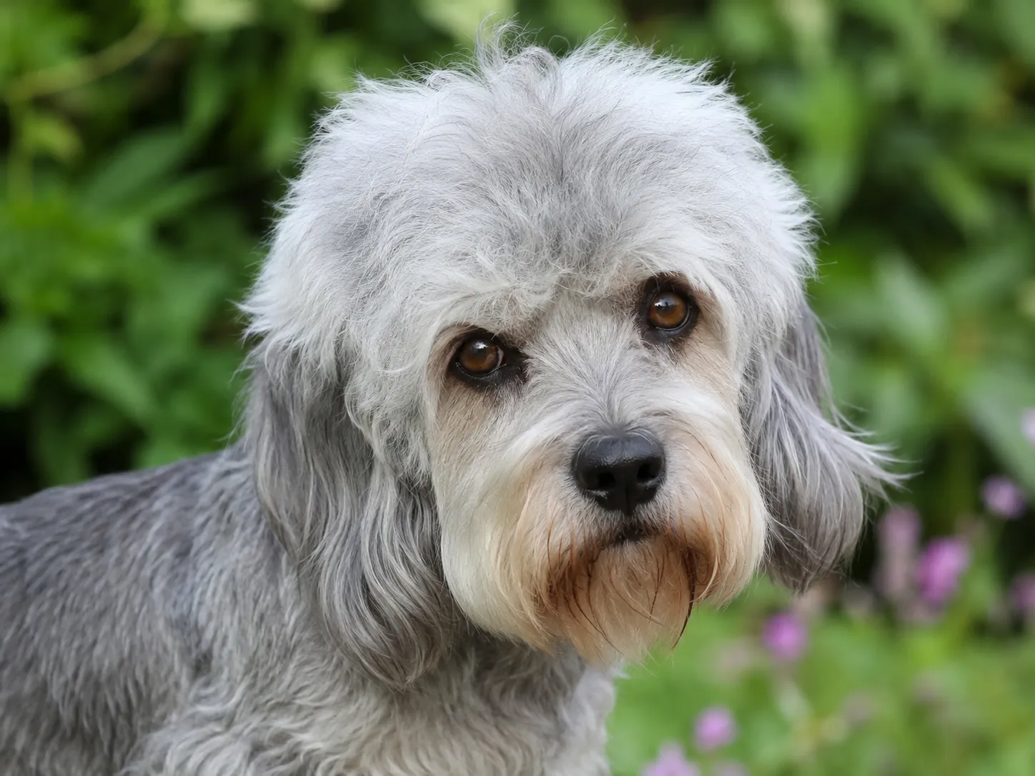 Breed image 3