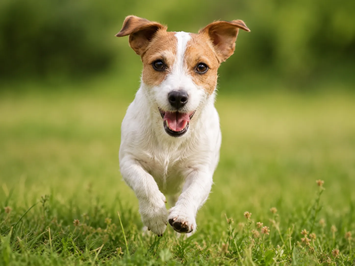 Breed image 1