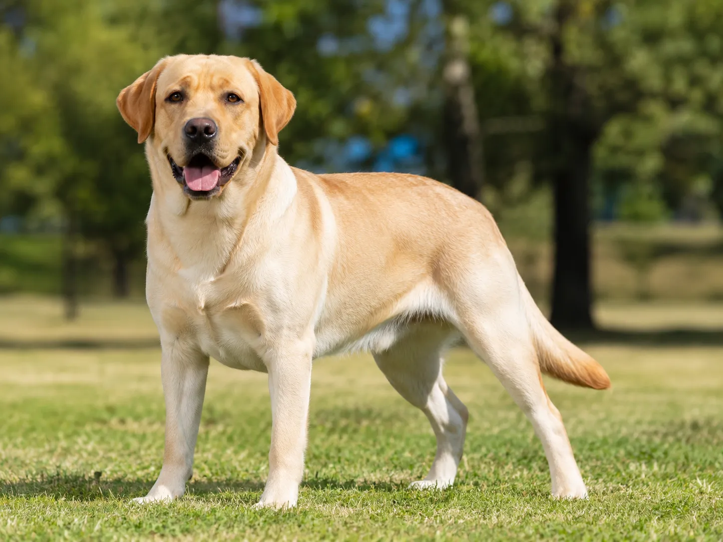 Labrador Retriever