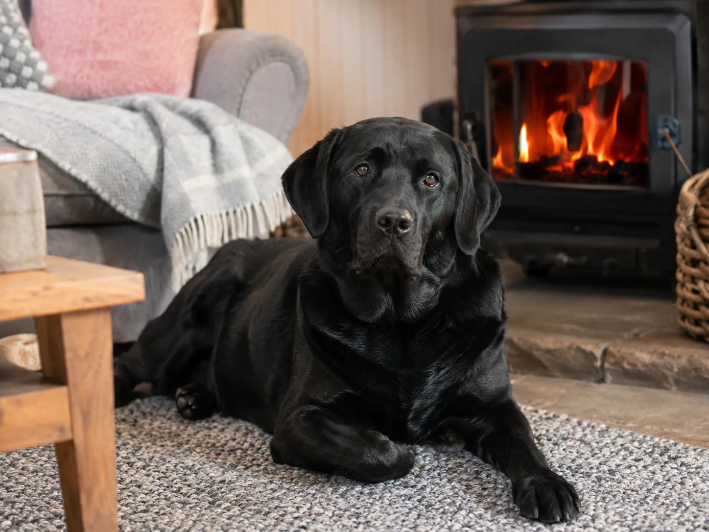 Breed image 4