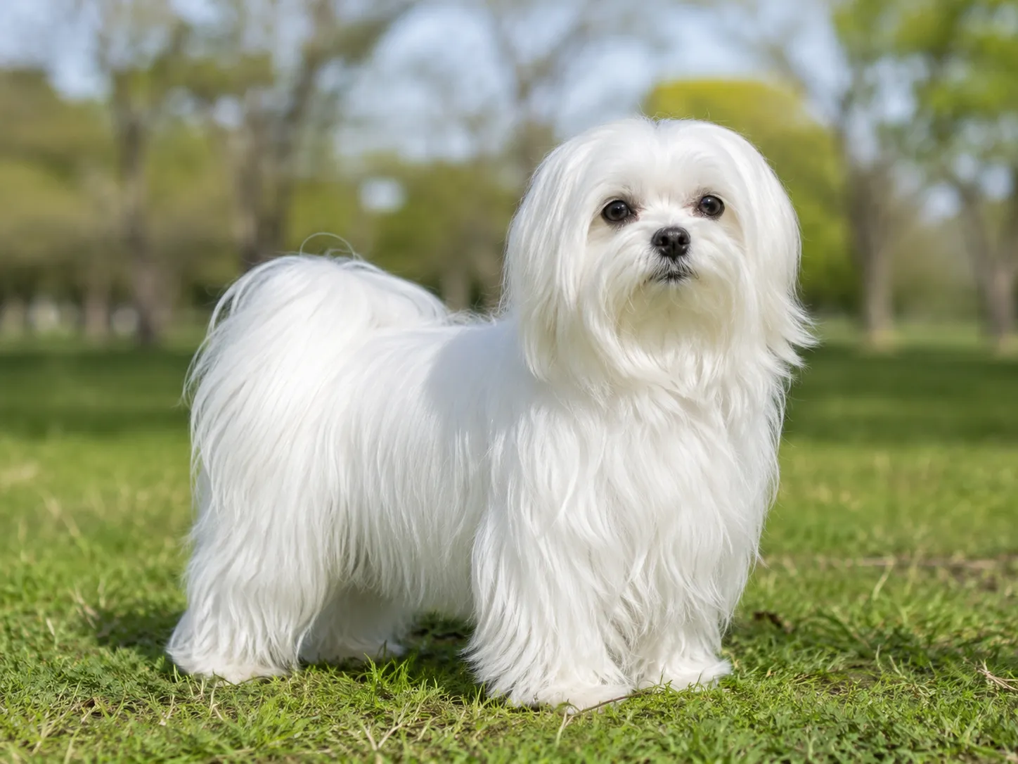 Maltese
