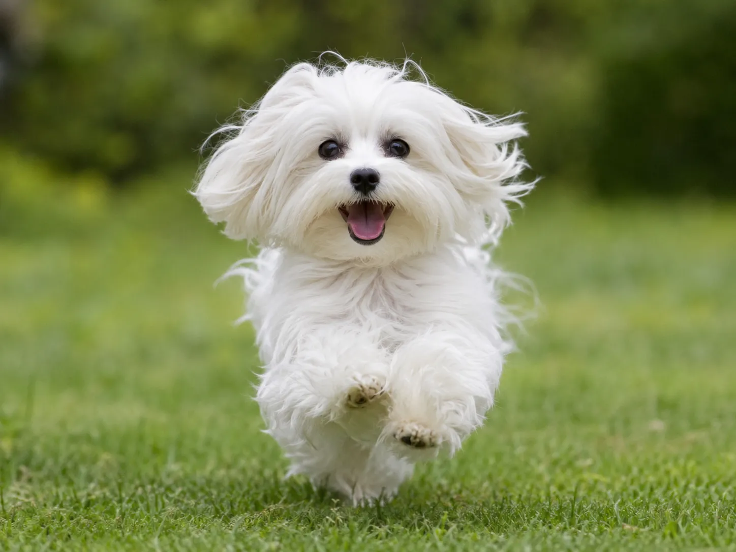 Breed image 1