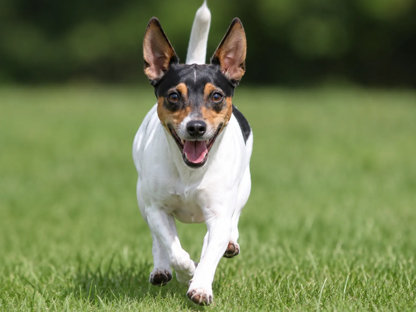 Breed image 1