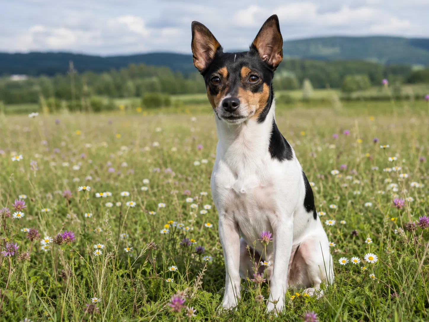 Breed image 2