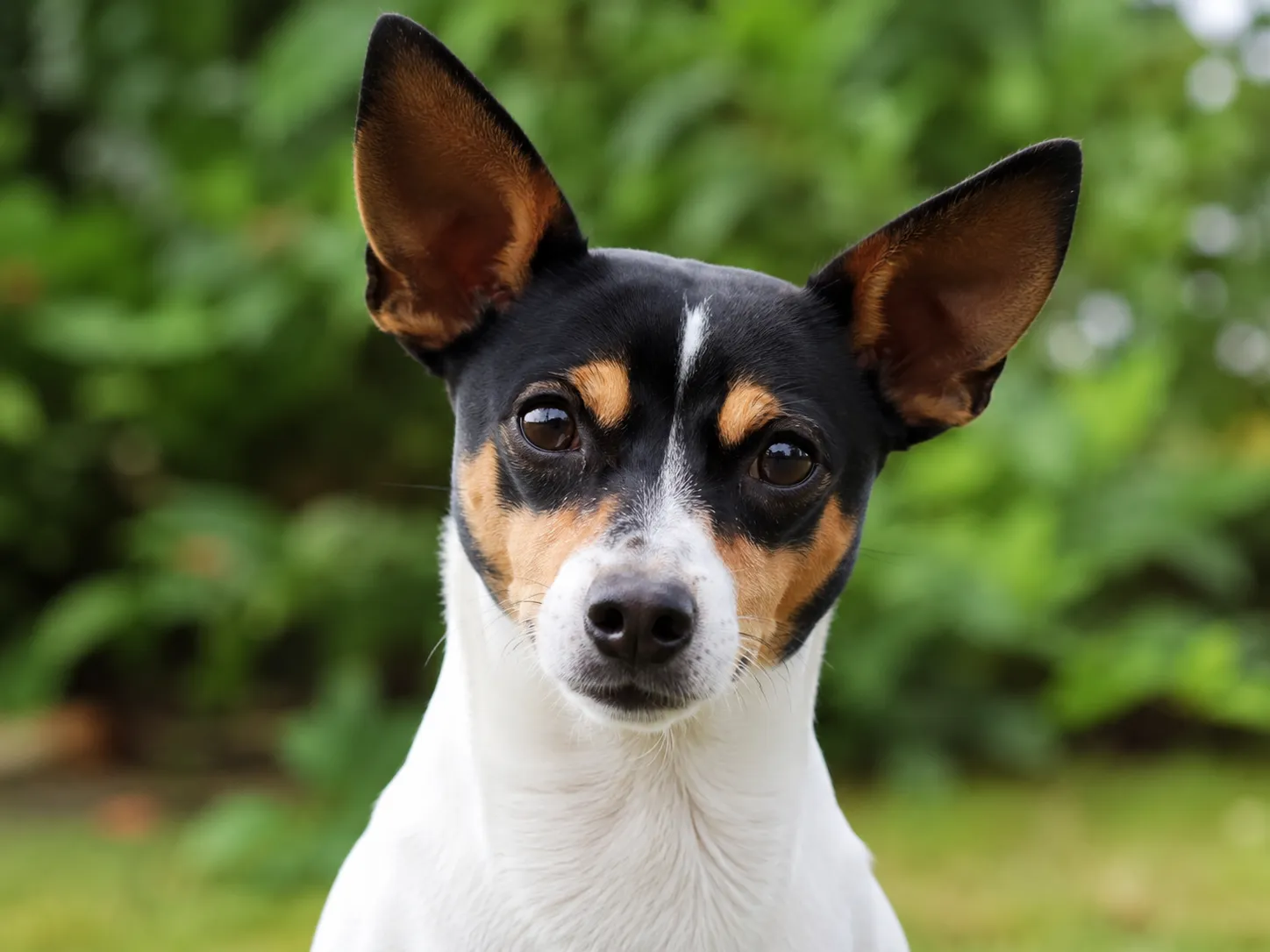 Breed image 3