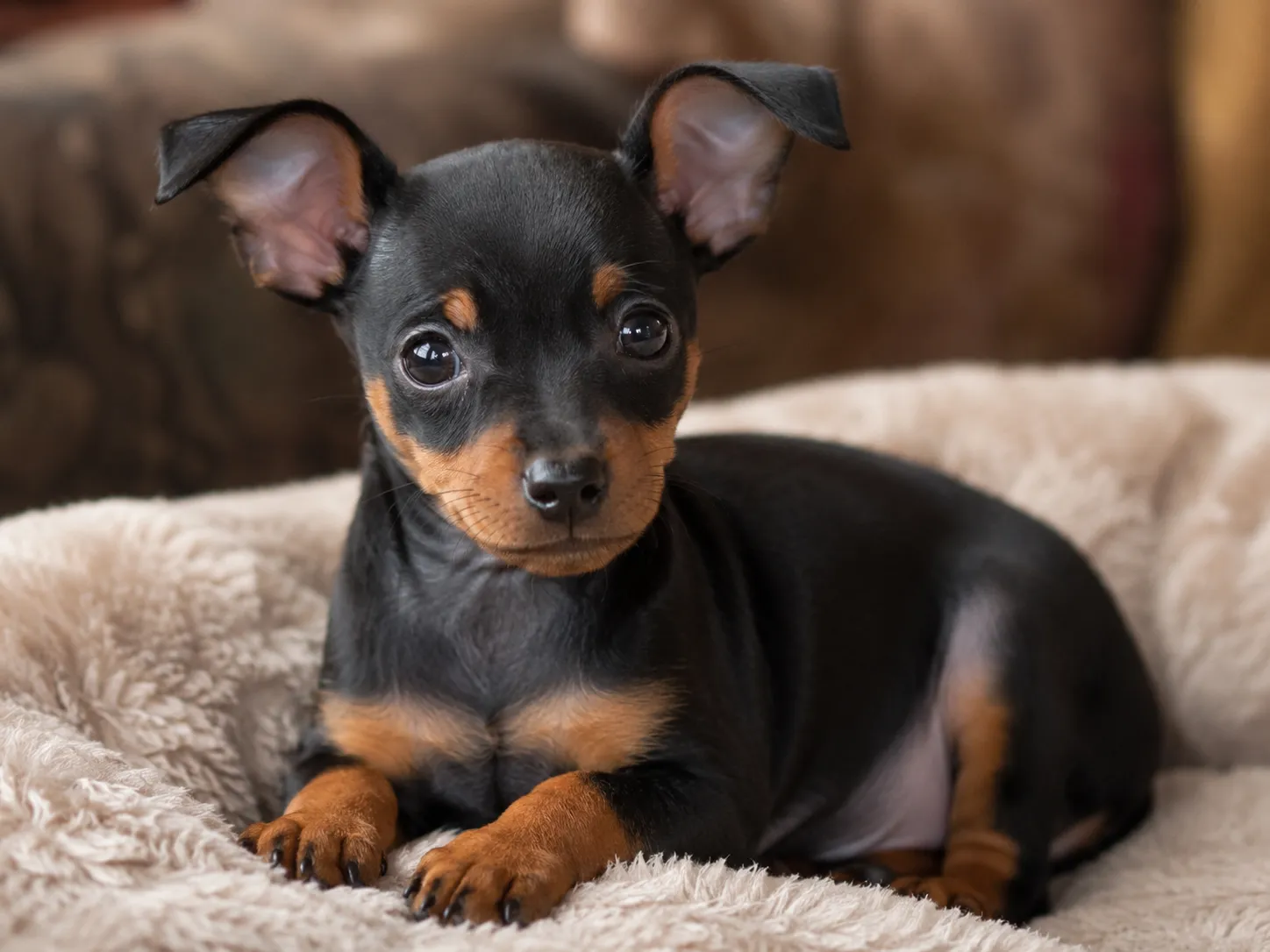 Breed image 5