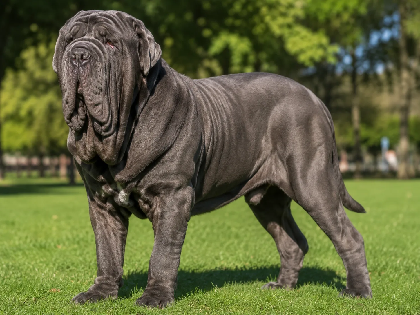 Neapolitan Mastiff