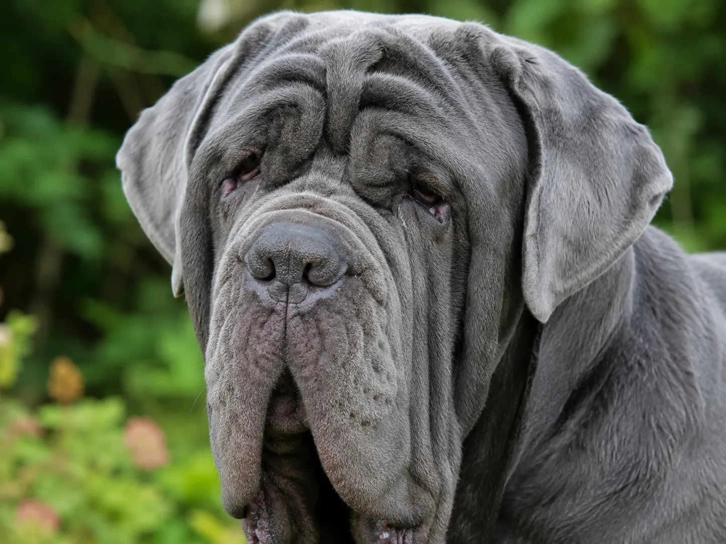 Breed image 3
