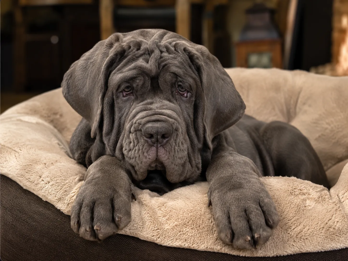 Breed image 5