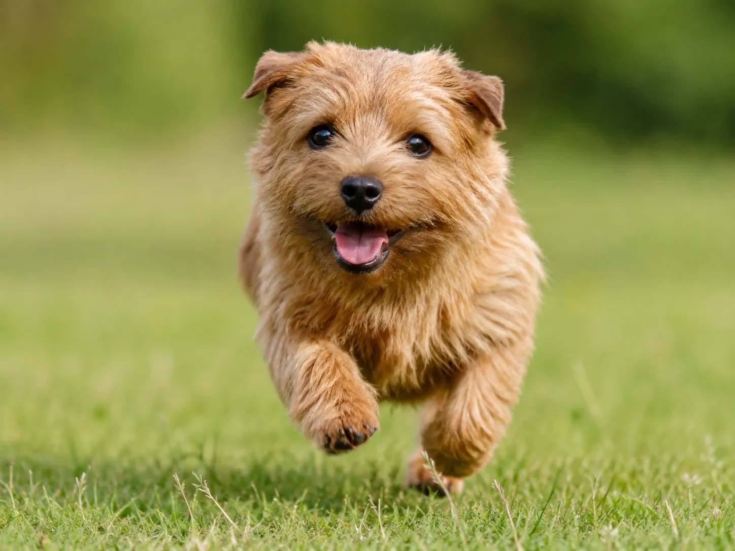 Breed image 1