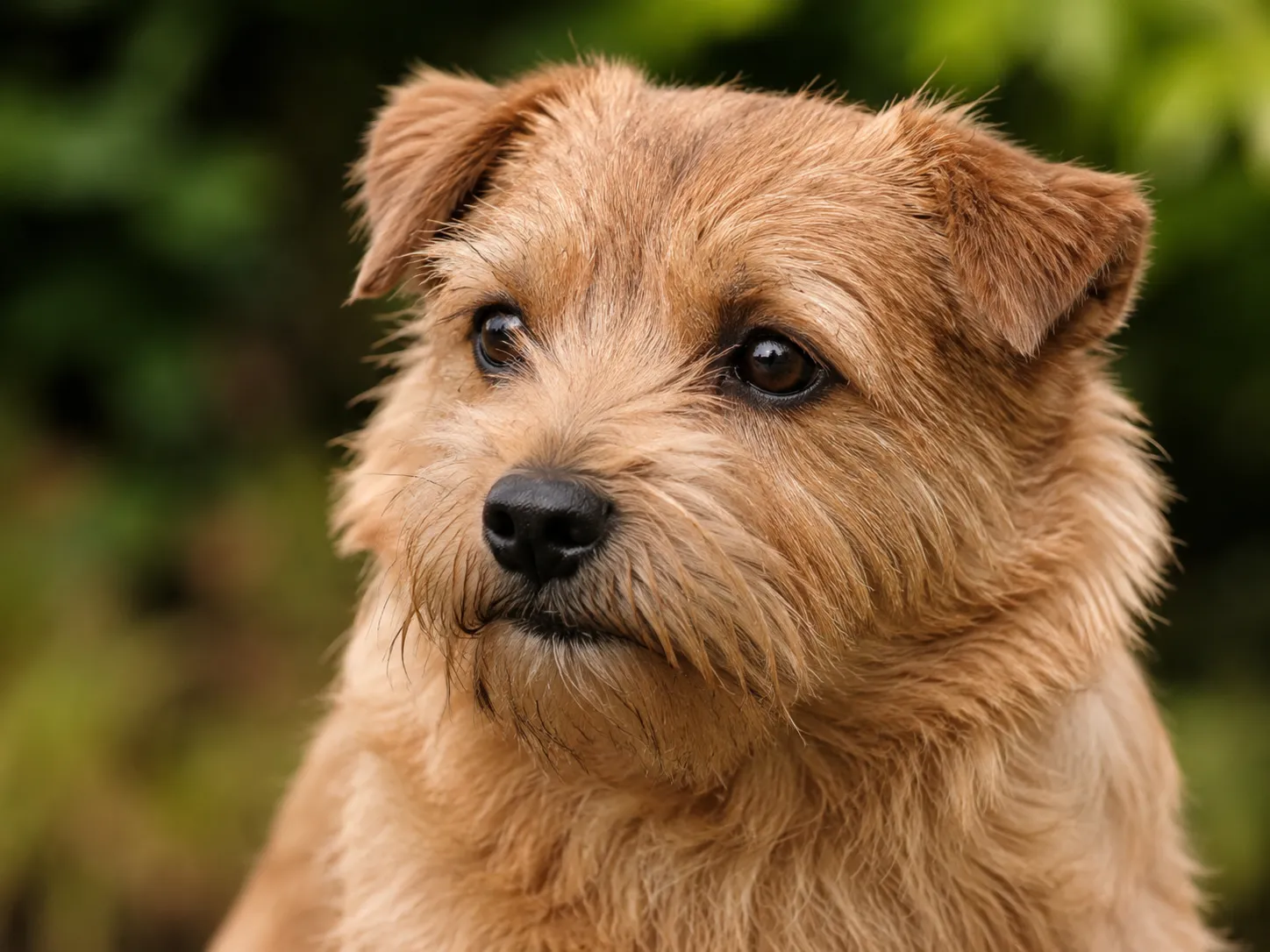 Breed image 3