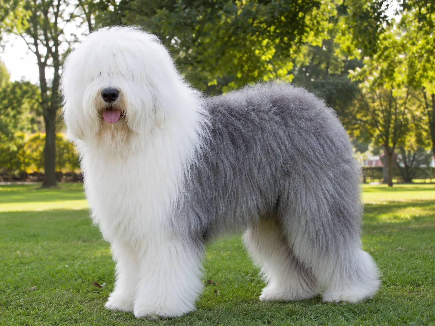 Old English Sheepdog