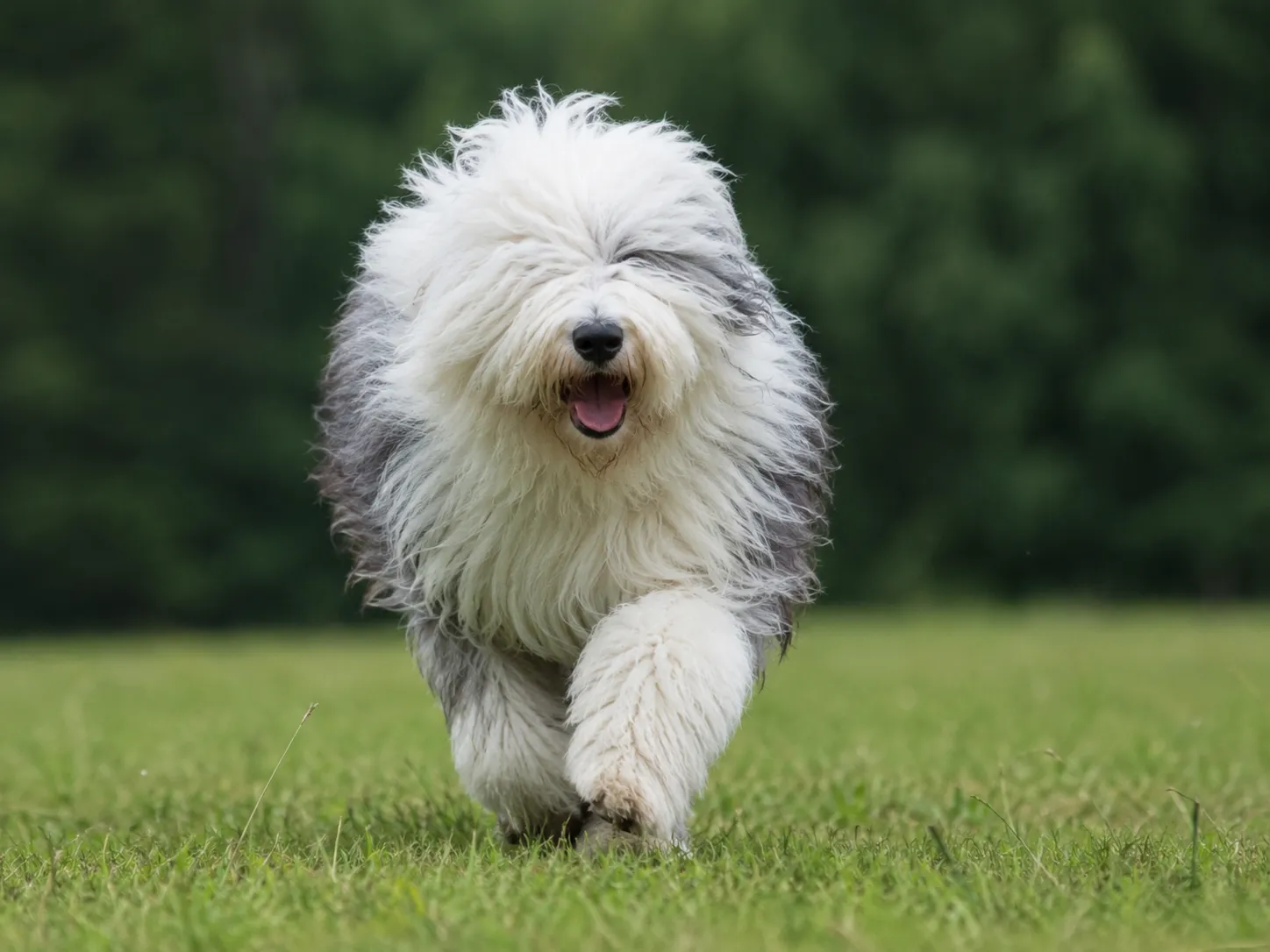 Breed image 1