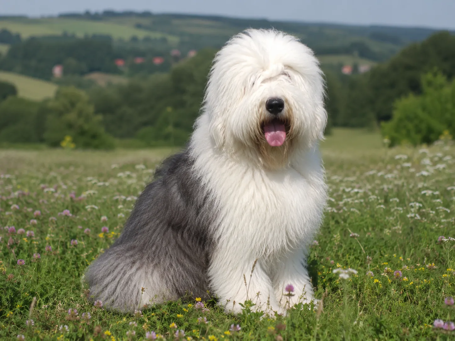 Breed image 2