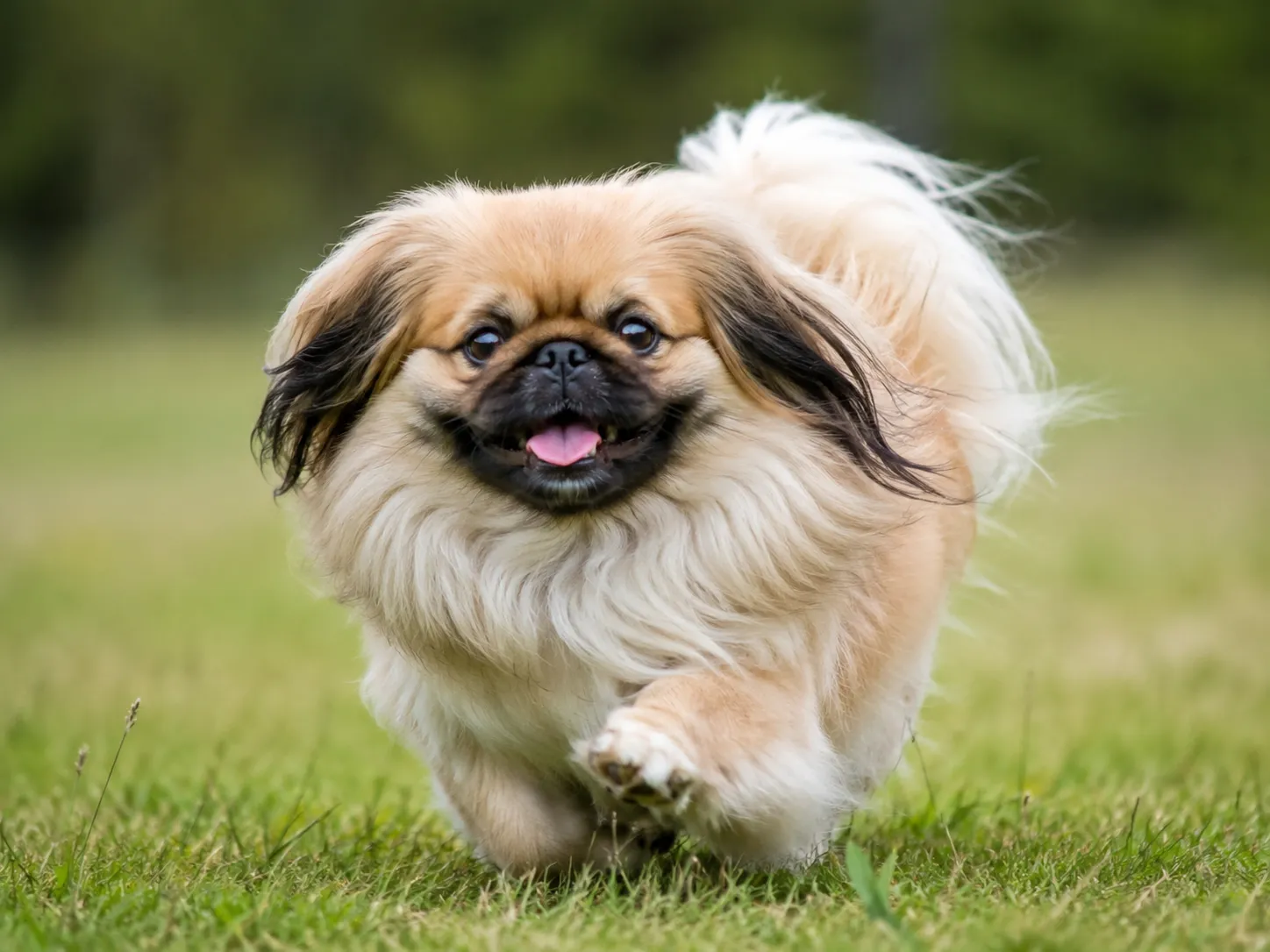 Breed image 1