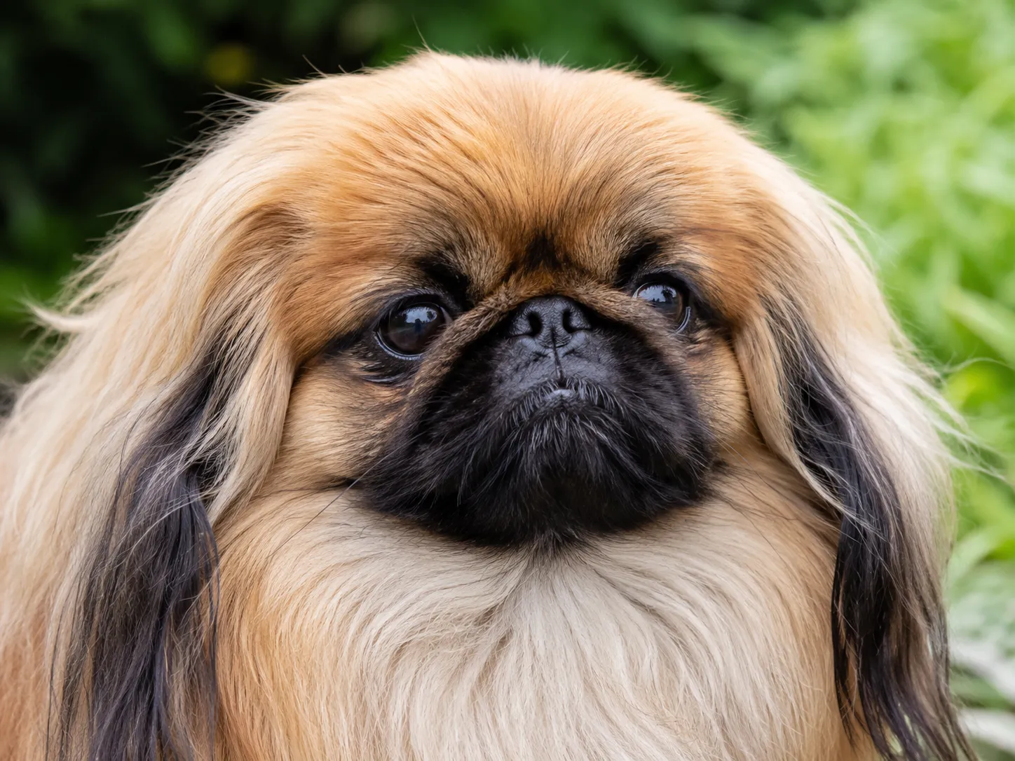 Breed image 3