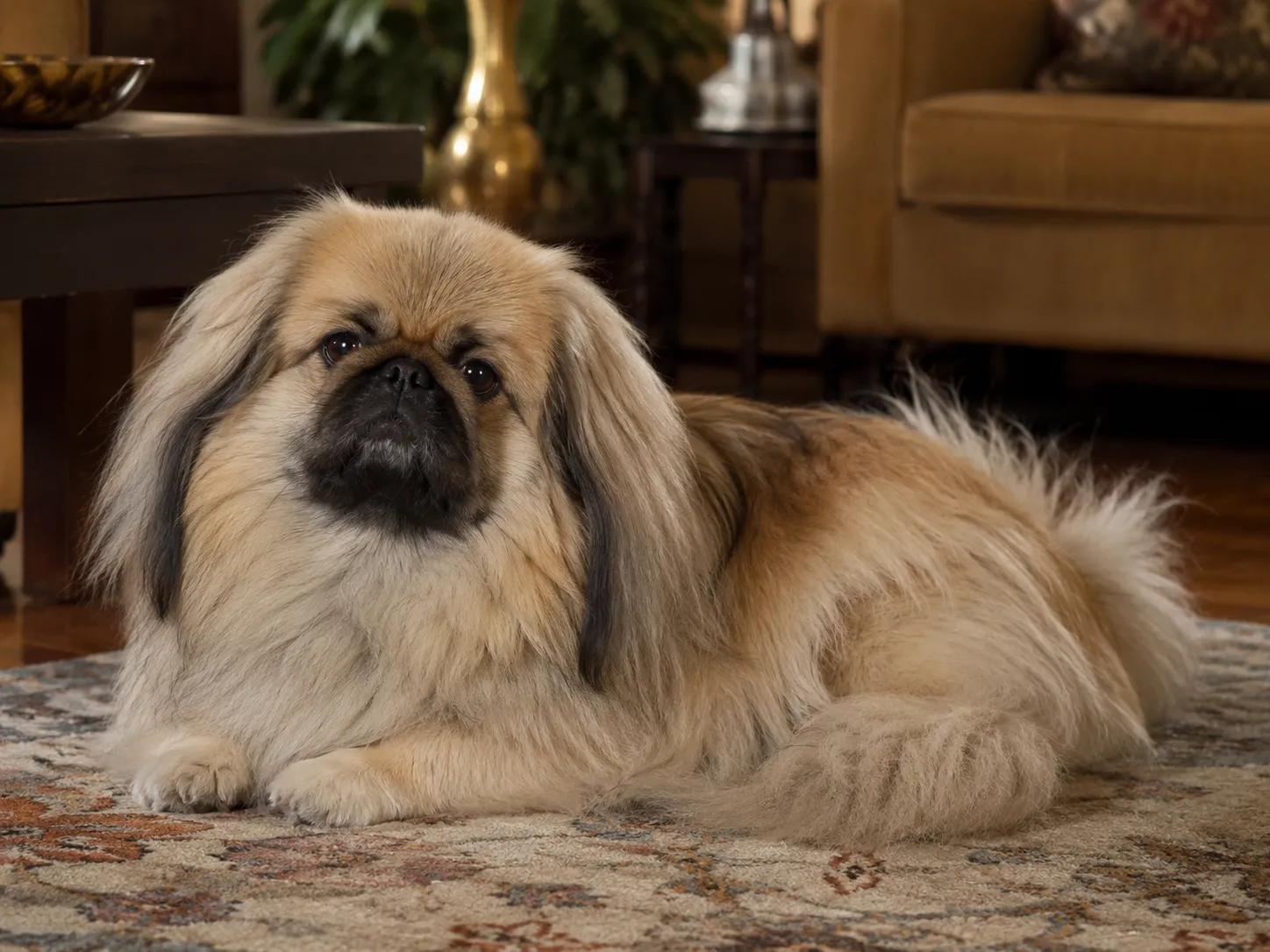 Breed image 4