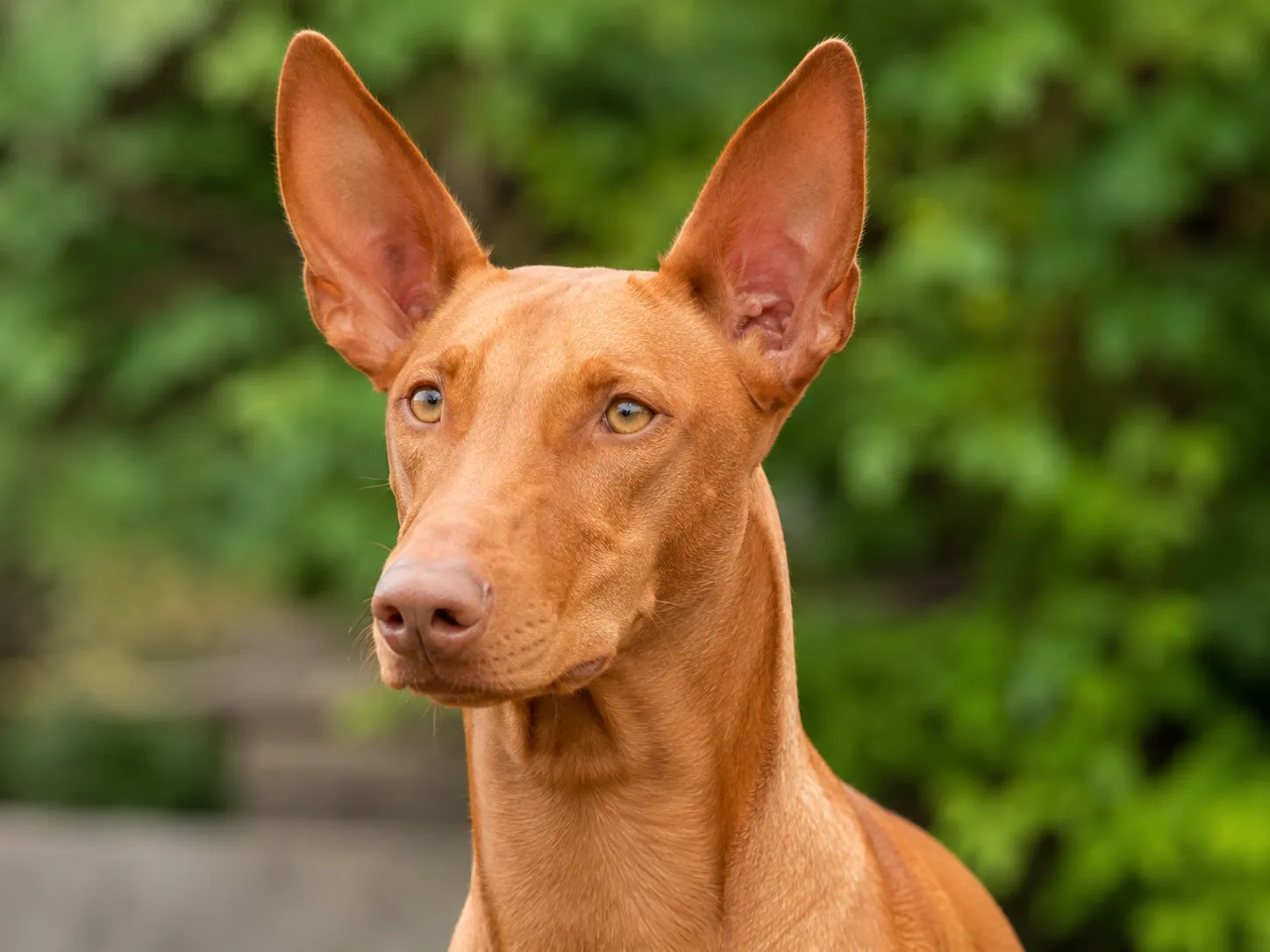 Breed image 3