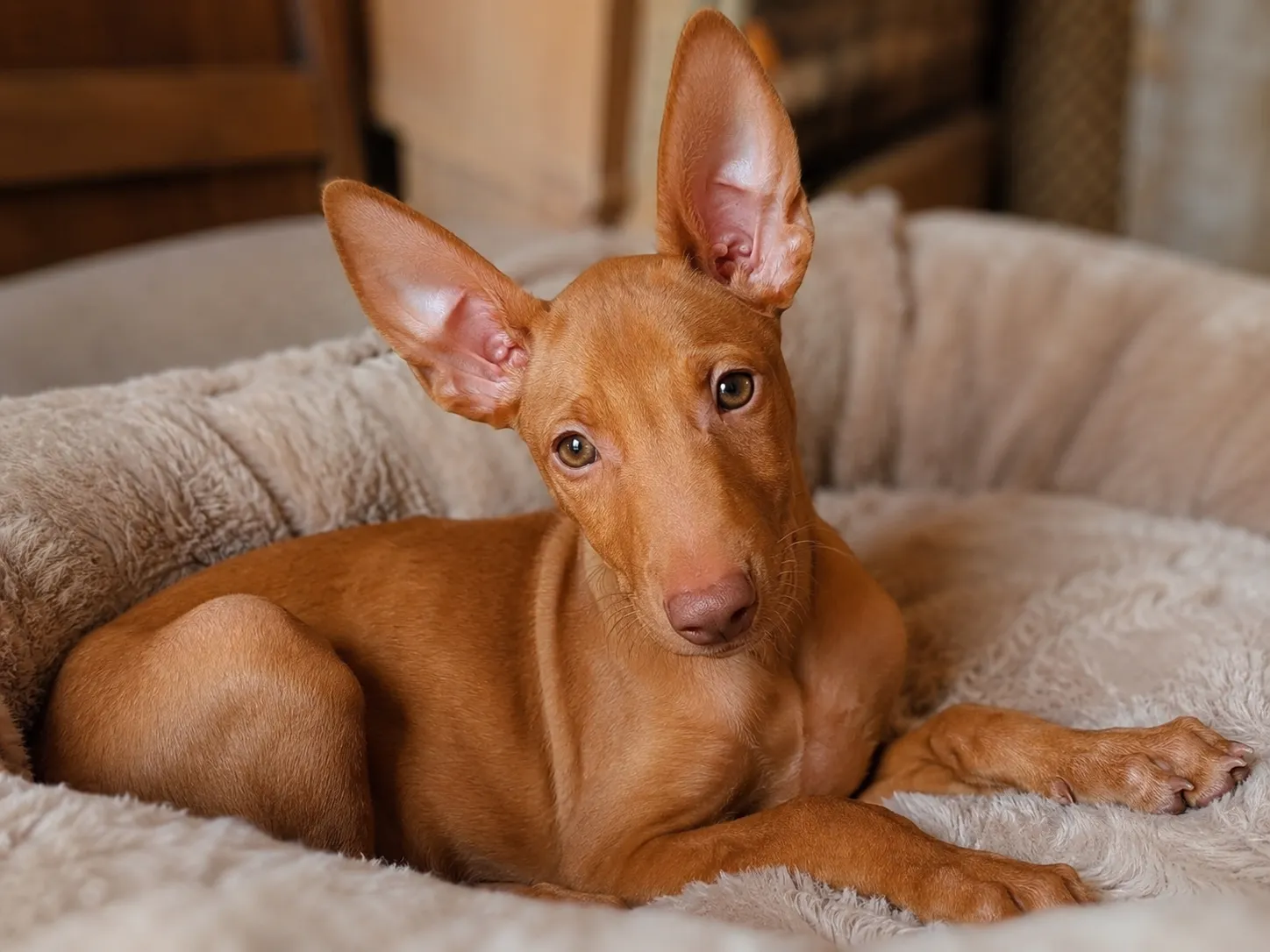 Breed image 5