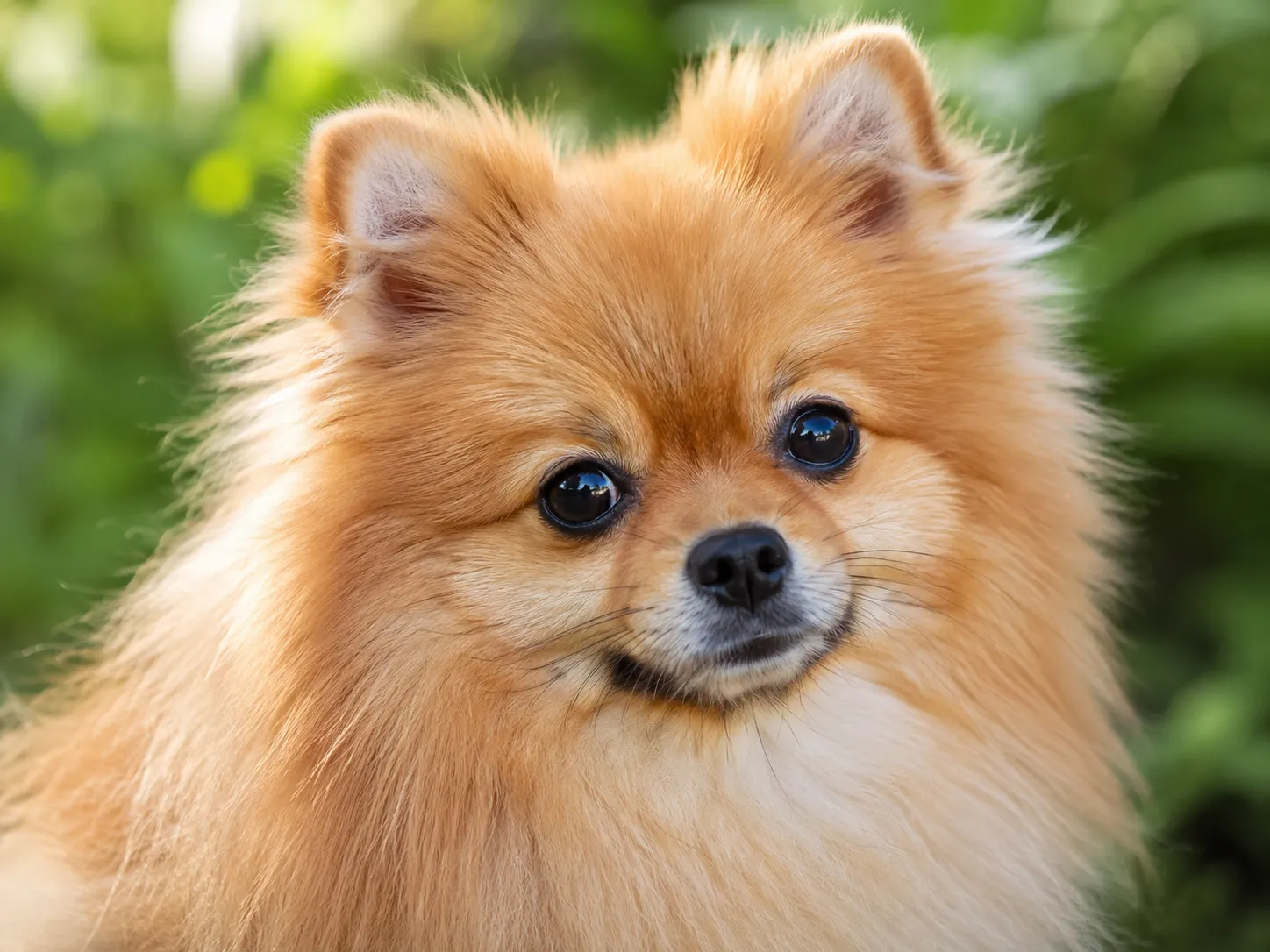 Breed image 3
