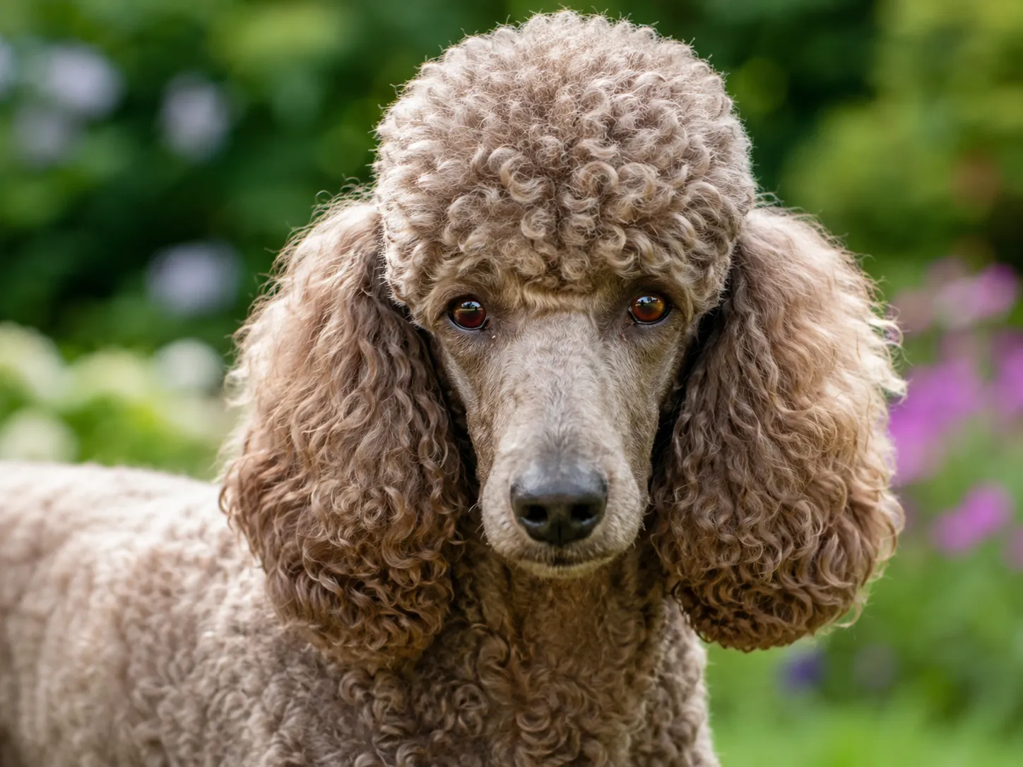 Breed image 3