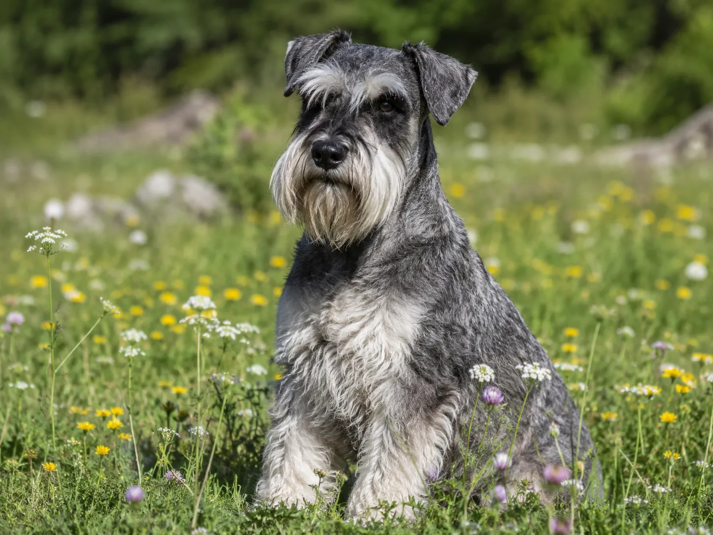 Breed image 2