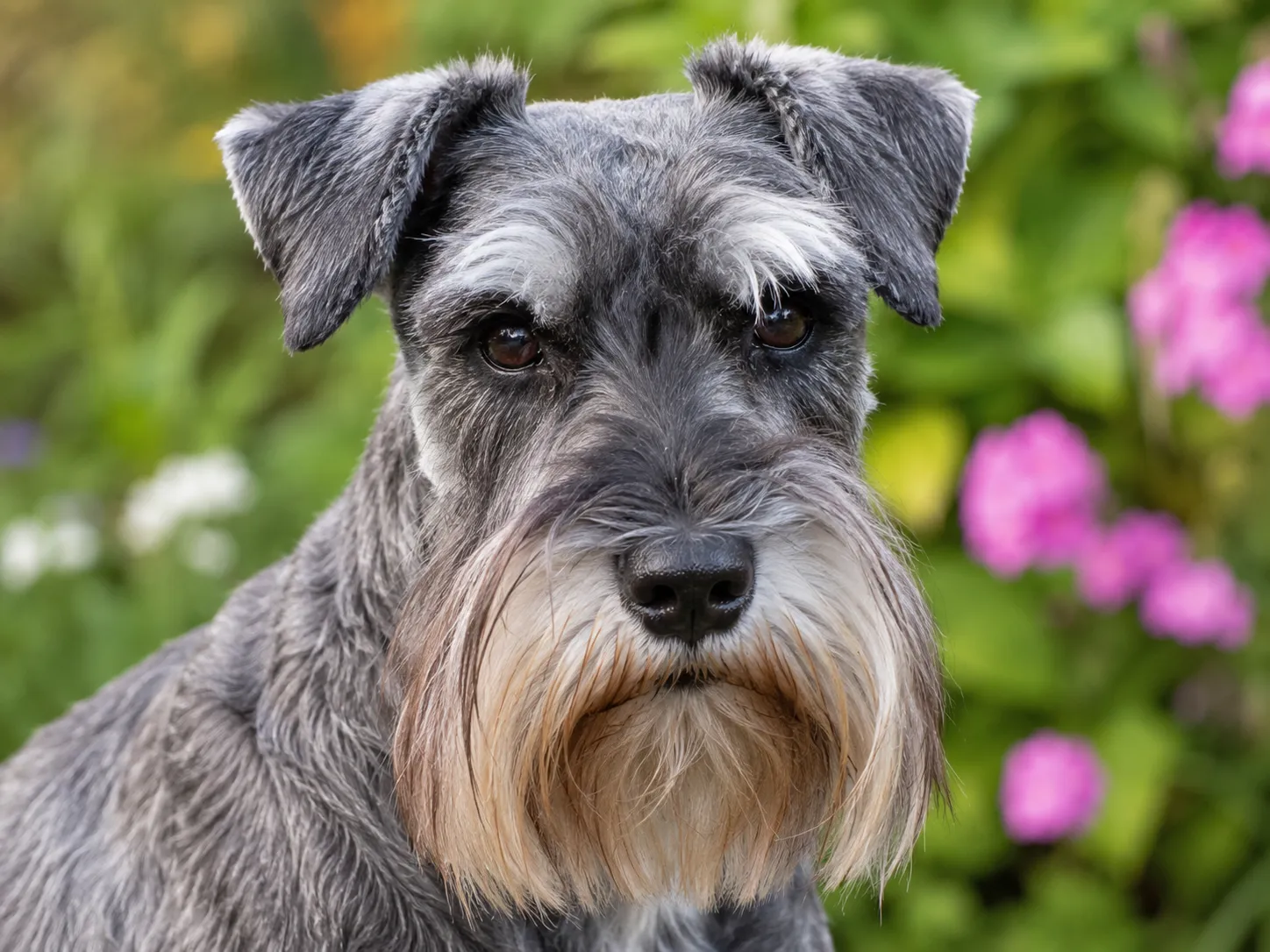 Breed image 3