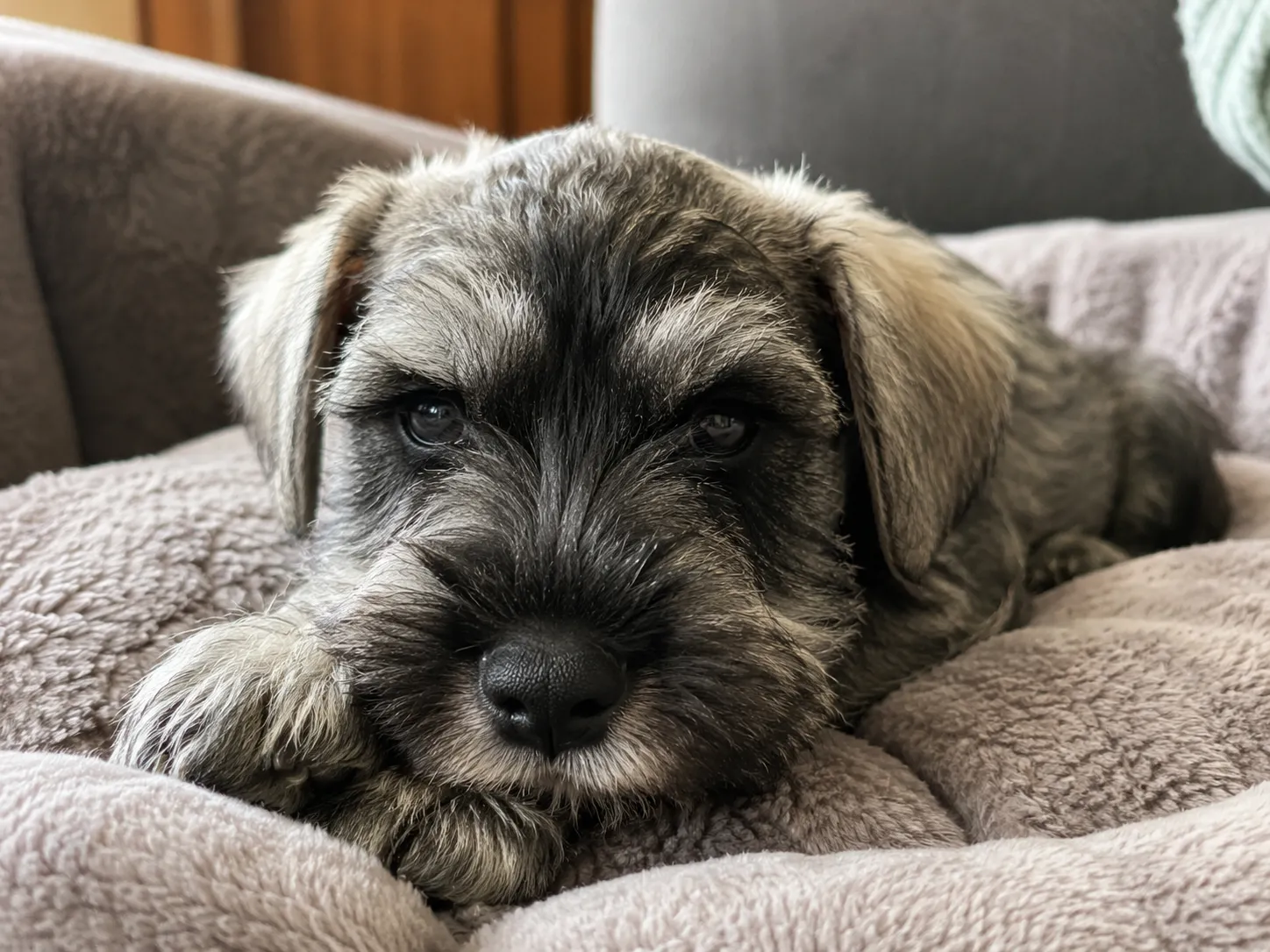 Breed image 5