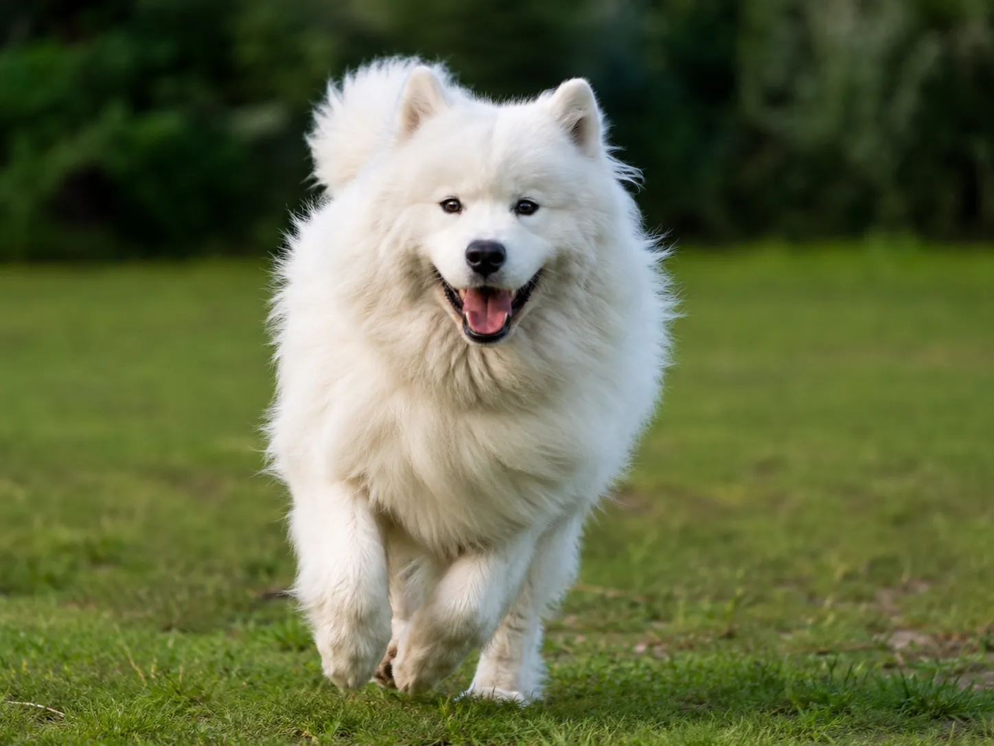 Breed image 1