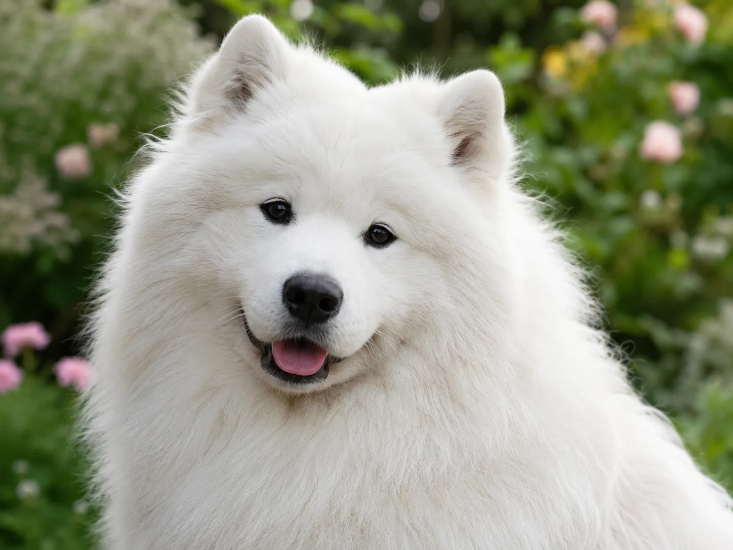 Breed image 3