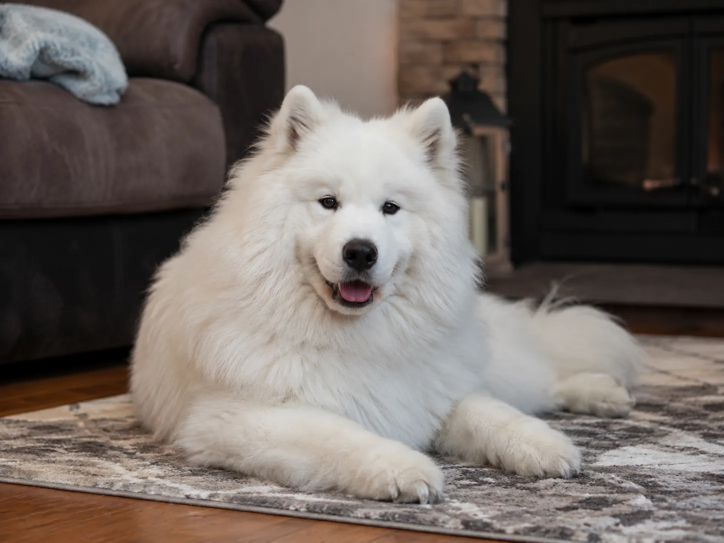 Breed image 4