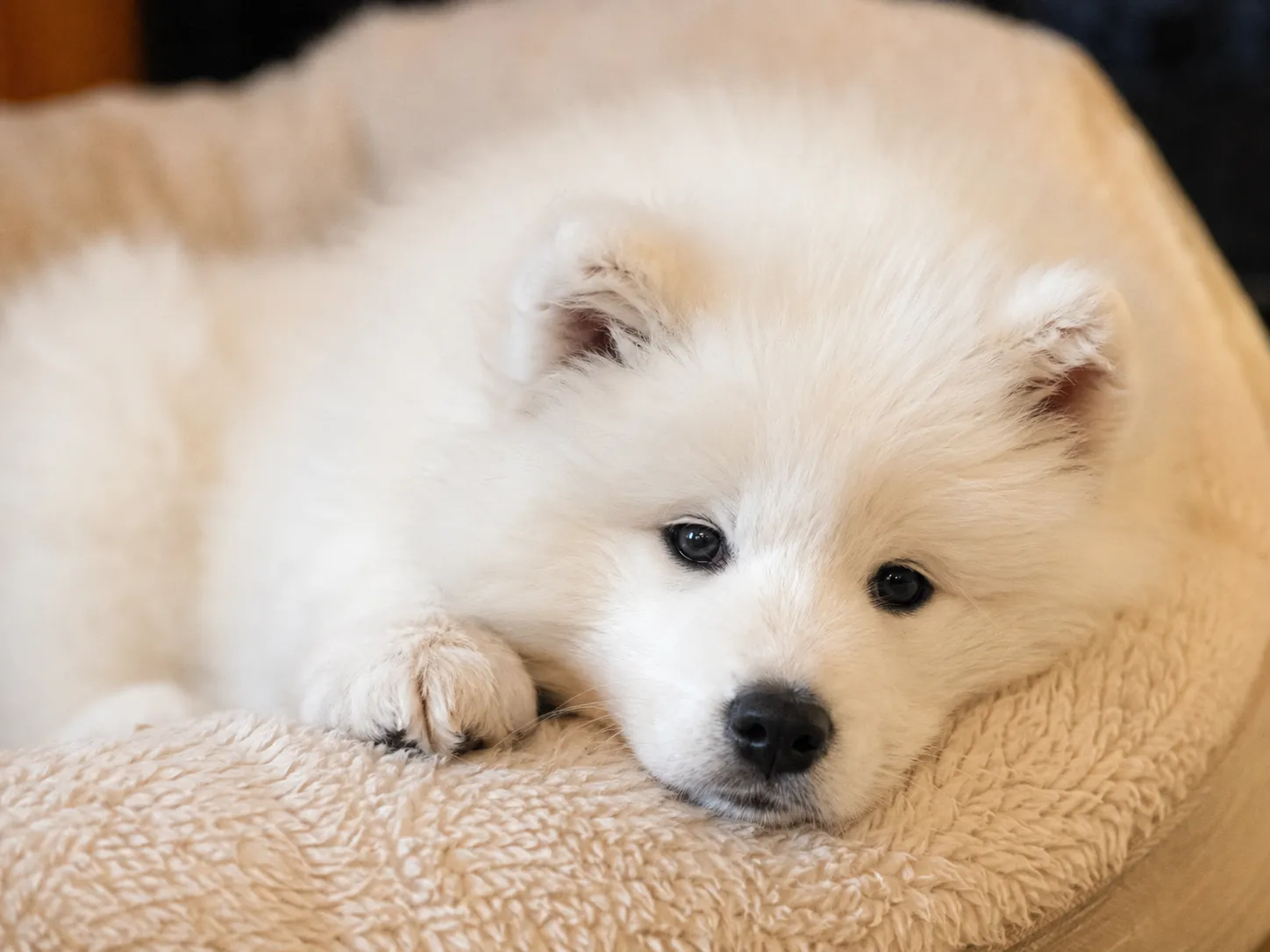 Breed image 5