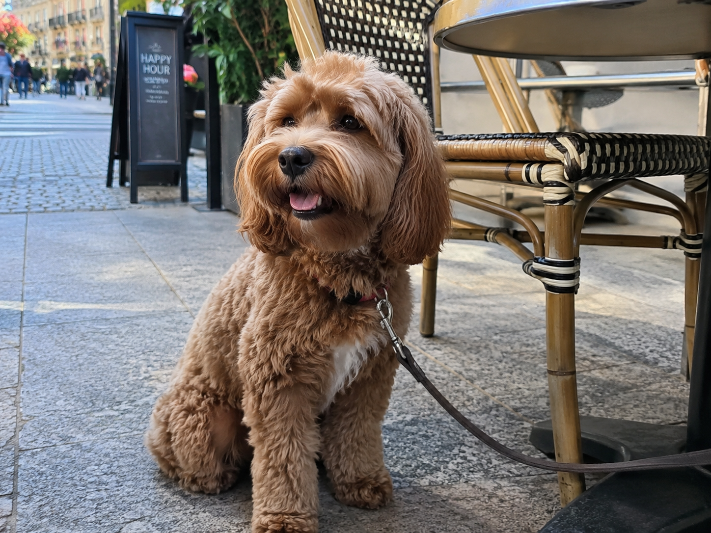 Breed image 3