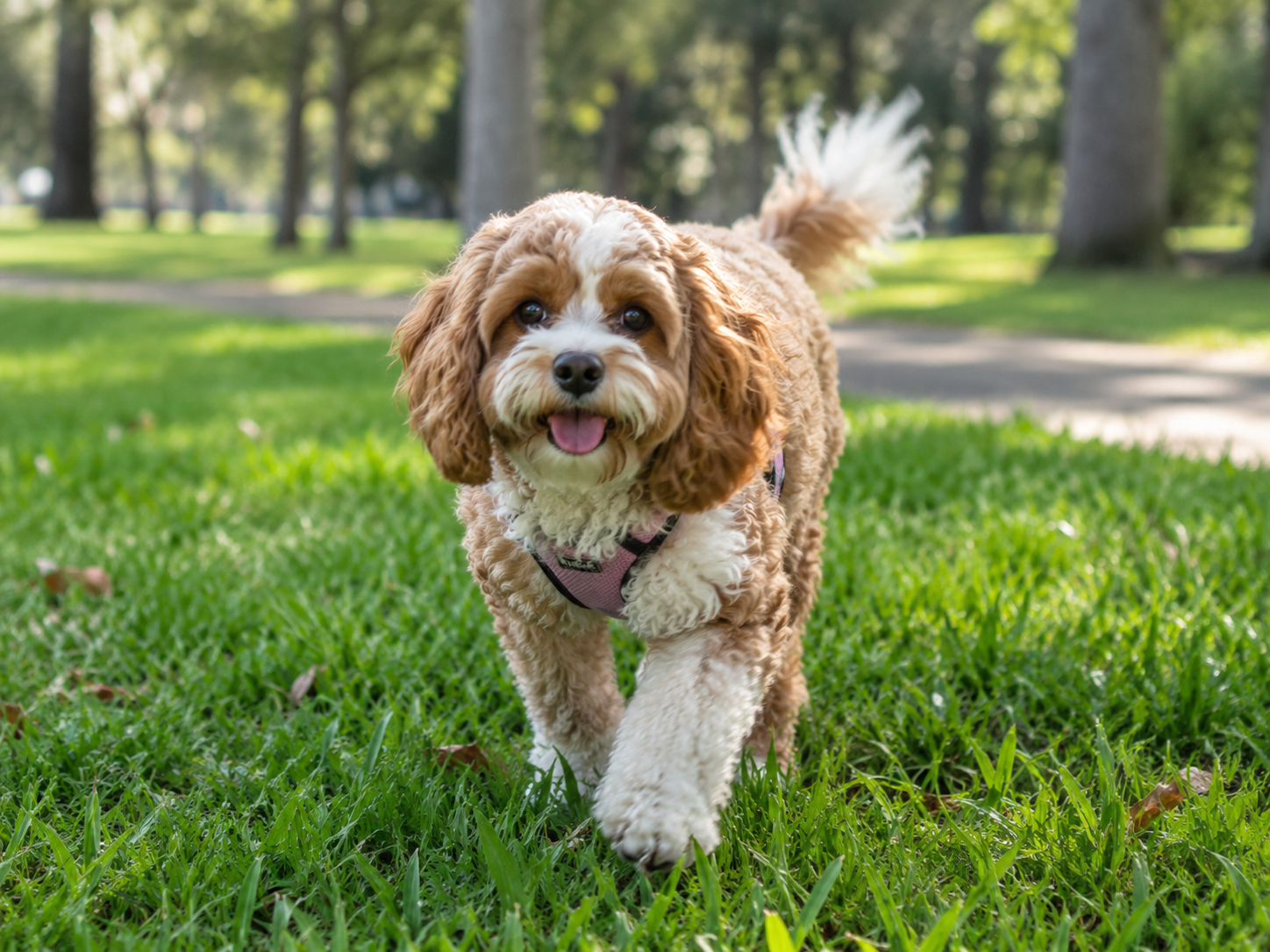 Breed image 4