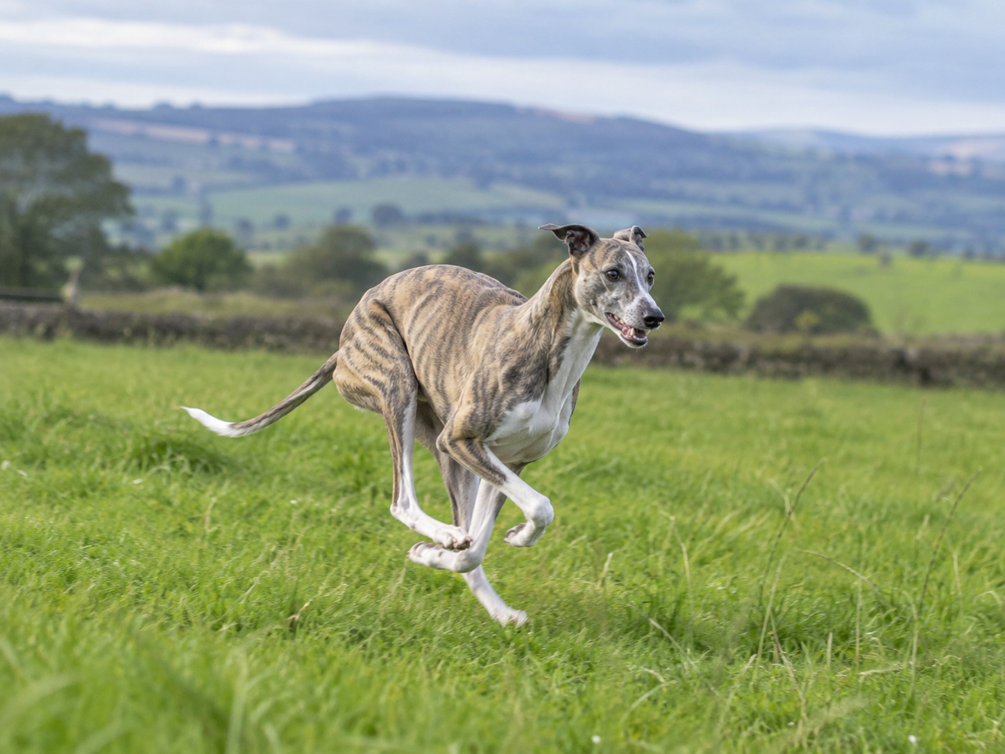Breed image 4